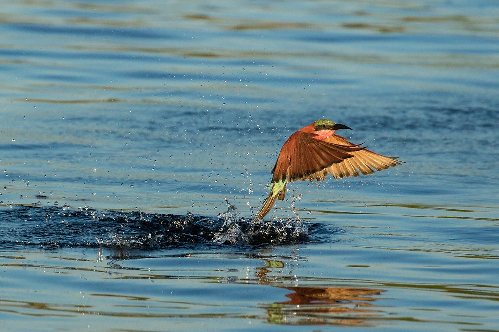 Carmine bee eater on the Chobe river by Charl Stols