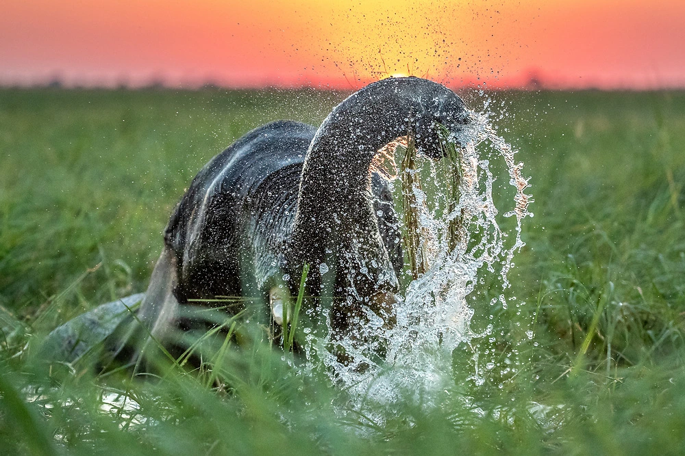 Elephant at sunset on the Chobe River by Sabine Stols