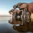 elephants by the Chobe National Park River in Botswana