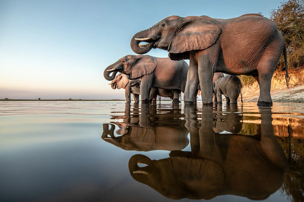 Elephants by the Chobe National Park River in Botswana