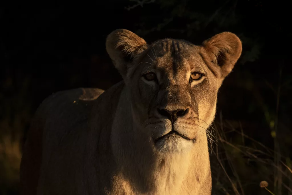 Female lion at sunset – Janine Krayer Evening glow on a lioness. © Janine Krayer