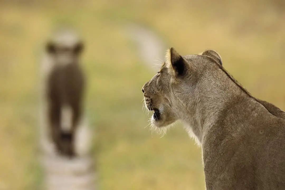 Lions in Chobe National Park Botswana Two lions in Savute, Chobe National Park by William Steel