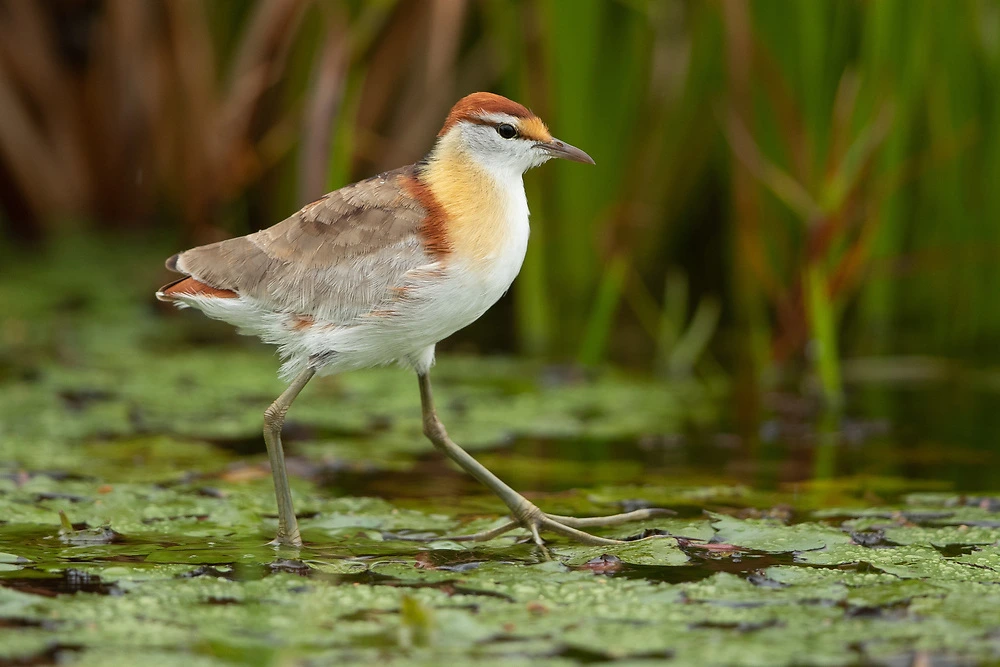 Lesser Jacana on the Chobe River by Charl Stols Lesser Jacana on the Chobe River by Charl Stols