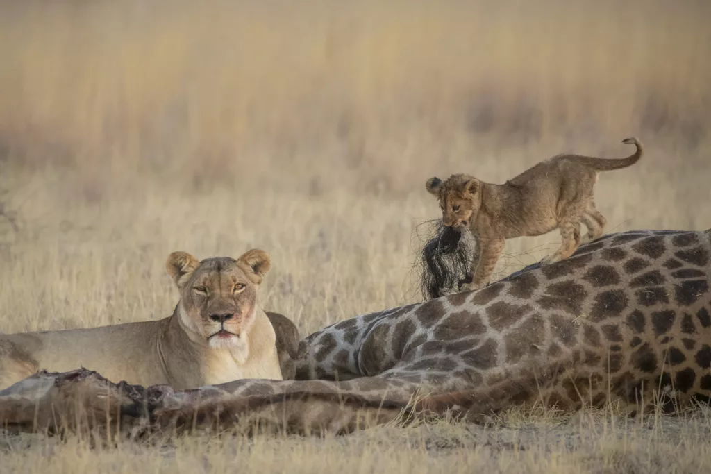 Lioness and cub at giraffe kill. © Janine Krayer