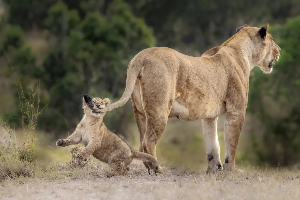 Lion cub playing with lion tail on safari in Botswana - Janine Krayer