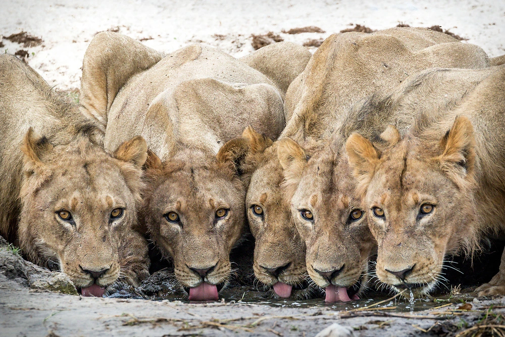 Pride of lions enjoying a drink. © Charl Stols