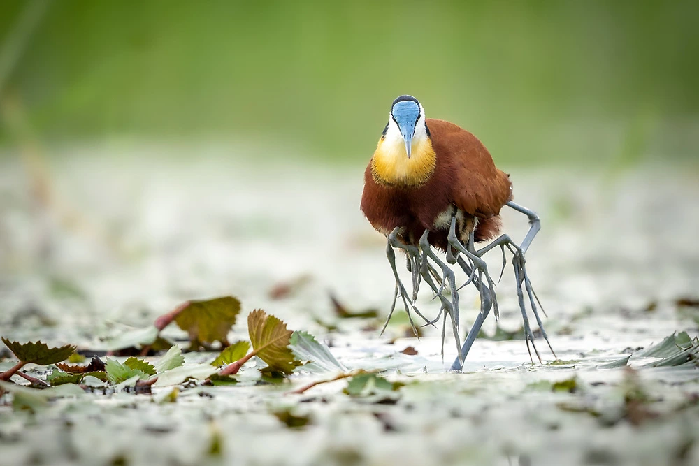 Male African Jacana carrying chicks by Charl Stols