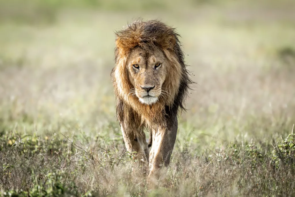 A striking male lion walks toward the camera. © Charl & Sabine Stols