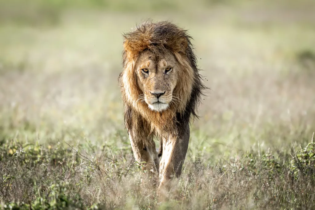 Male African Lion – Charl Stols Male African Lion