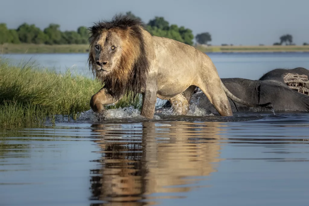 Male lion exits the water after a meal. © Janine Krayer
