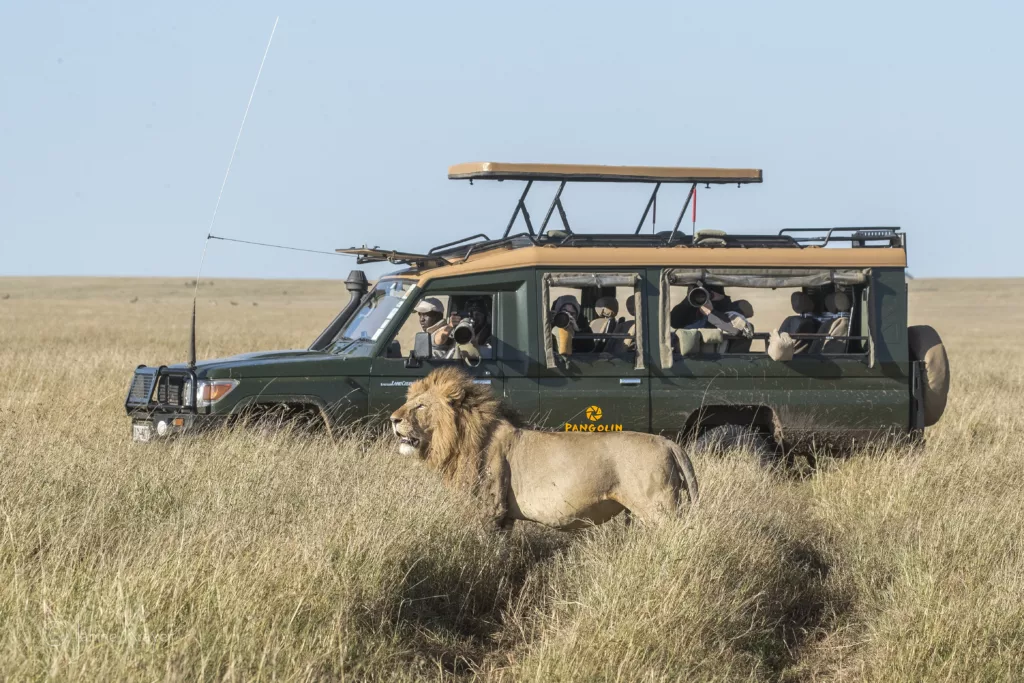 Pangolin Photo Safaris and Male Lion Pangolin Photo Safaris in Masai Mara, Kenya. © Janine Krayer