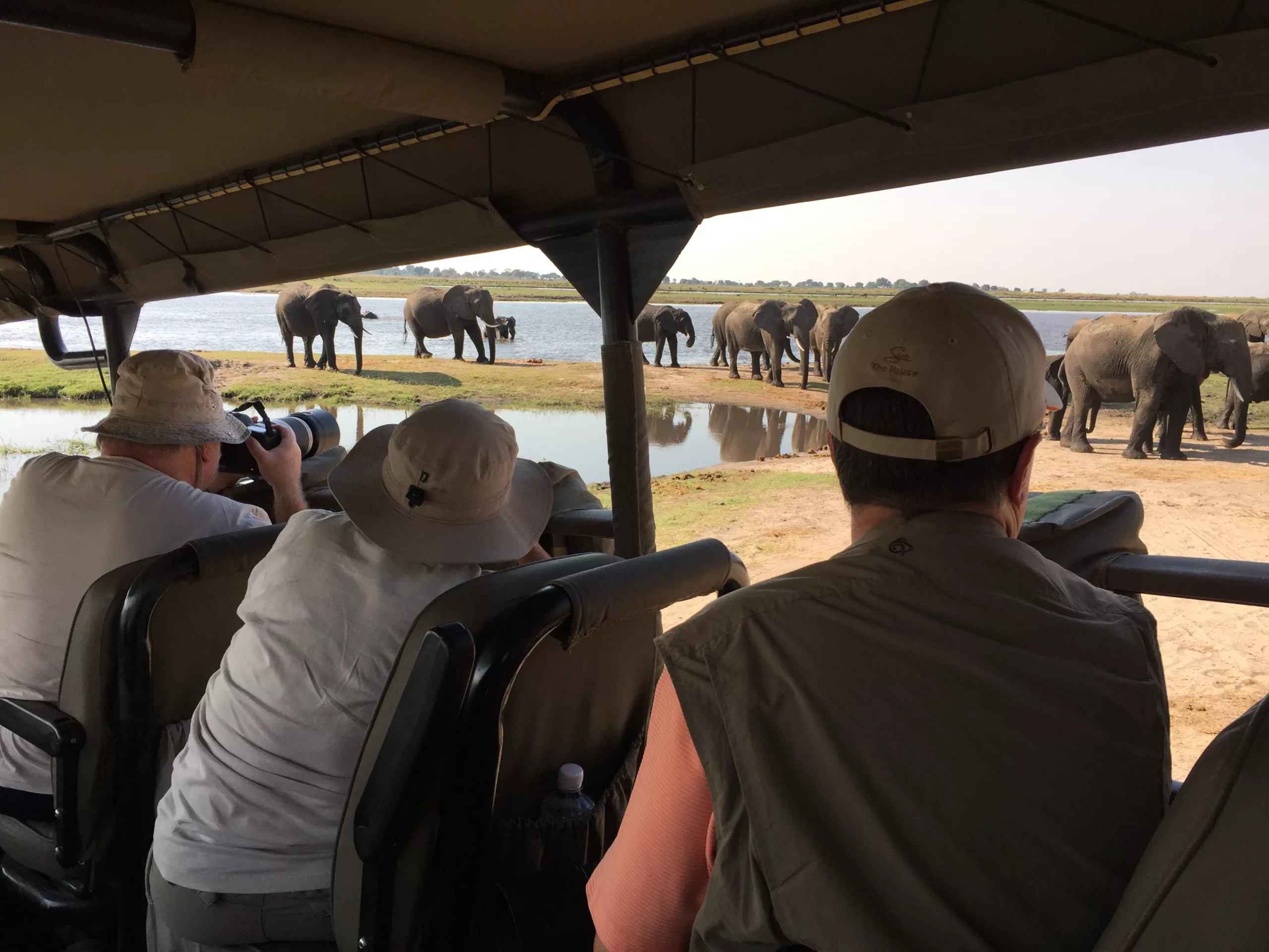 Pangolin photo safaris on game drive in Chobe National Park Botswana