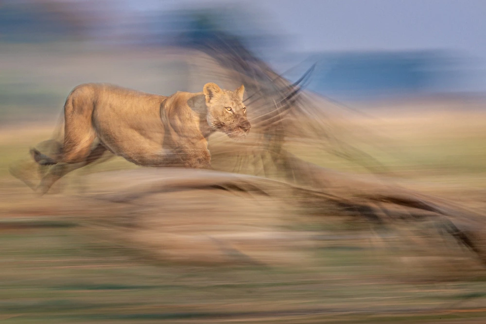 Slow shutter speed of a lion and vulture. © Sabine Stols