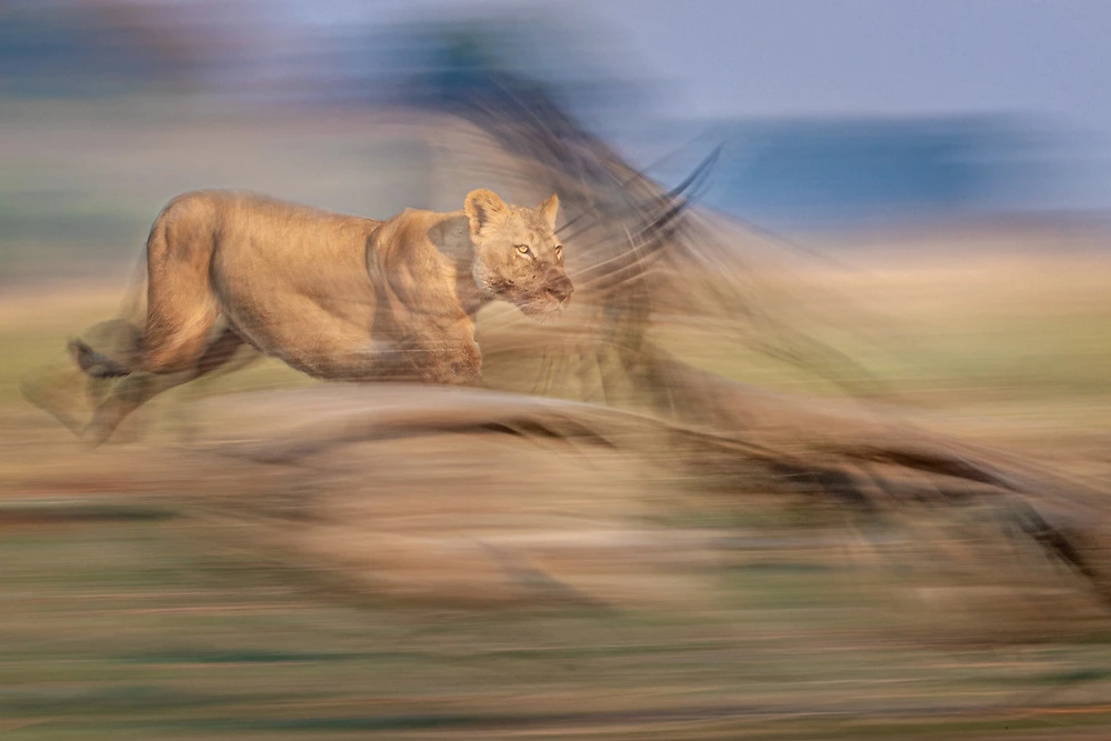 Sabine – Lion and Vulture – Slow Shutter Speed Slow shutter speed of a lion and vulture. © Sabine Stols