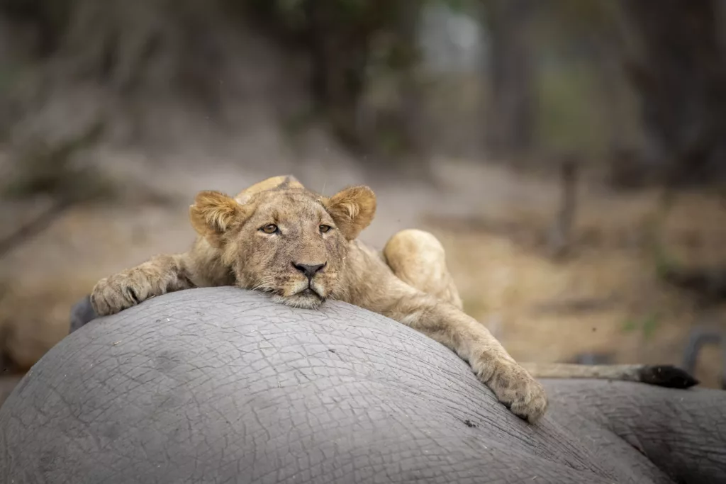 Sub adult lion rests during a feed. © Janine Krayer