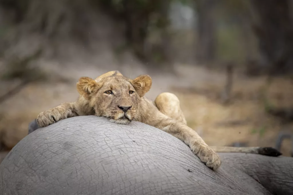 Sub adult lion lay Sub adult lion rests during a feed. © Janine Krayer