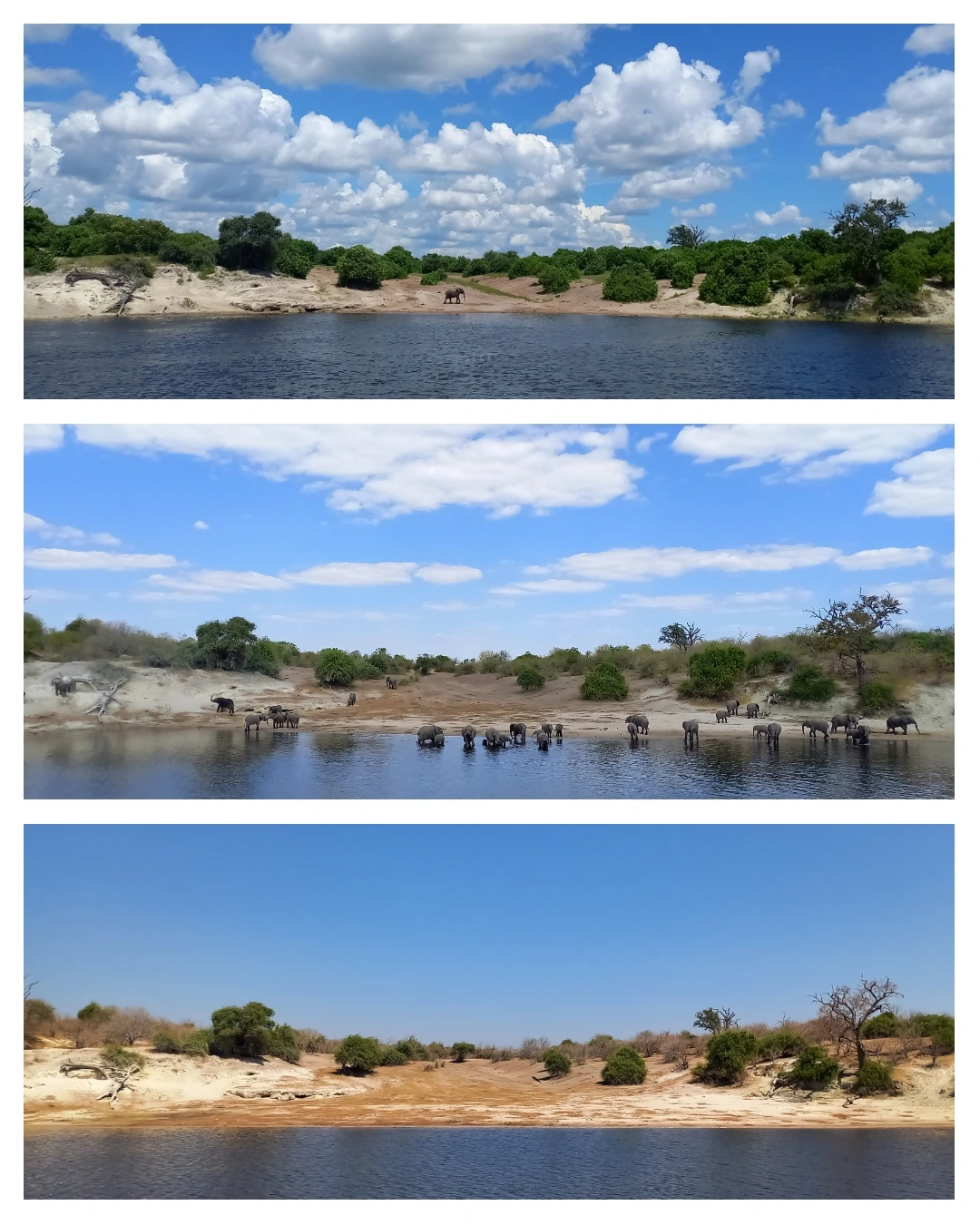Seasons in Chobe National Park by by william steel The Chobe in seasons by William Steel