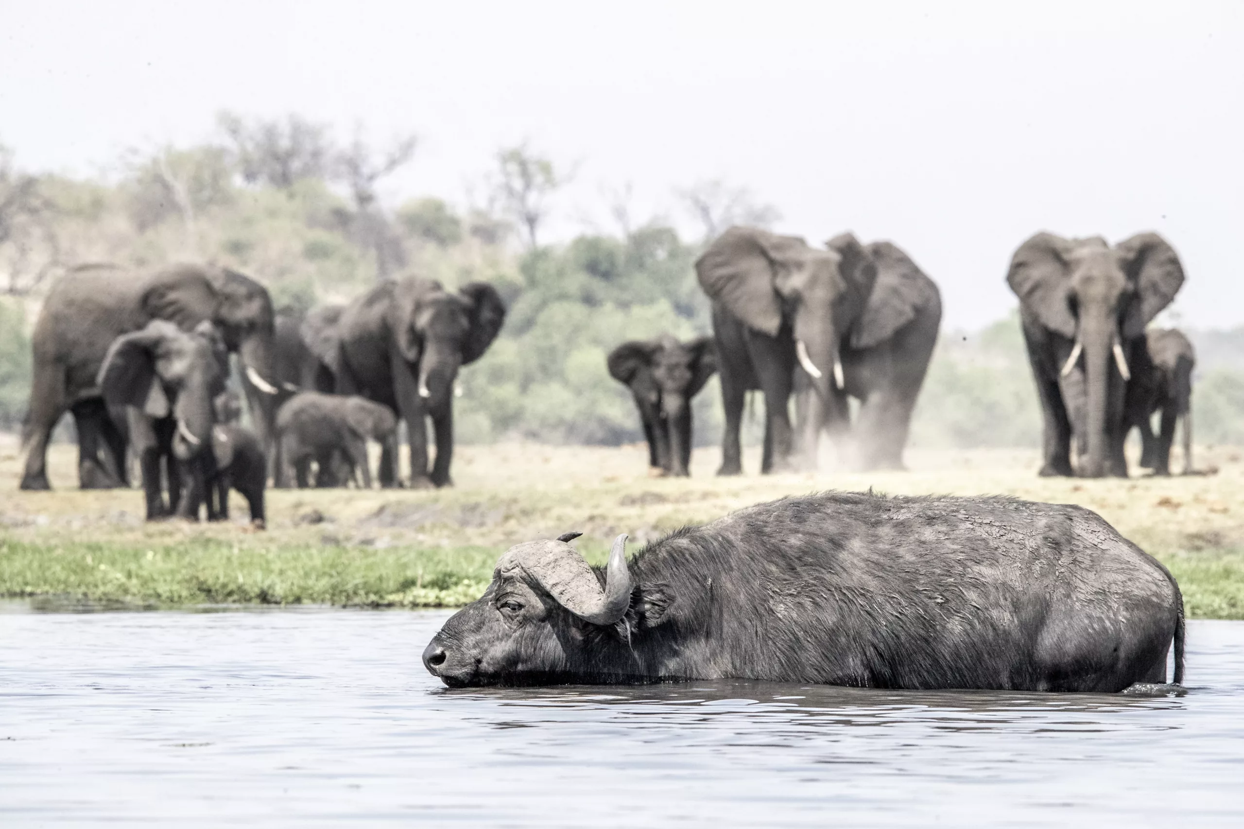 The elephant and the buffalo in Chobe by Janine Krayer