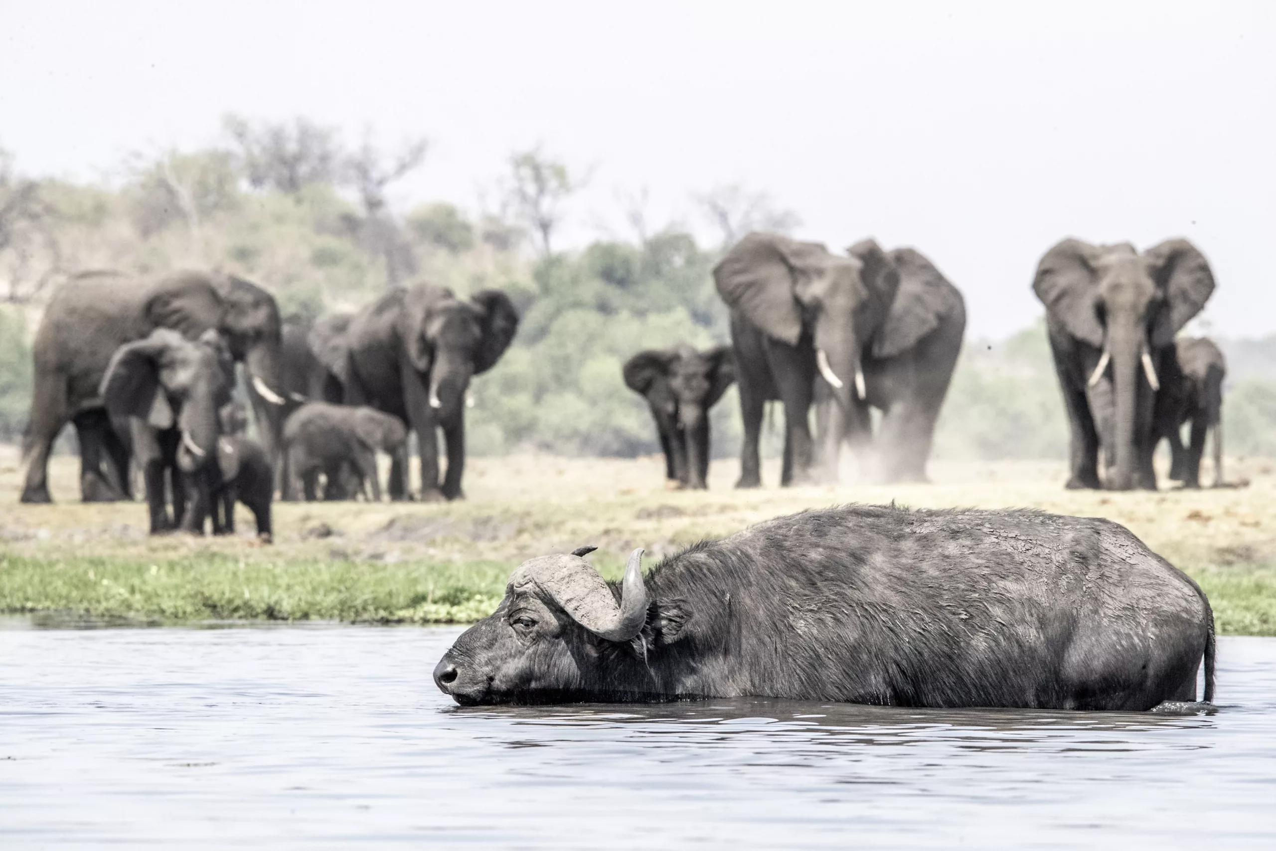 the elephant and the buffalo in chobe by janine krayer The elephant and the buffalo in Chobe by Janine Krayer