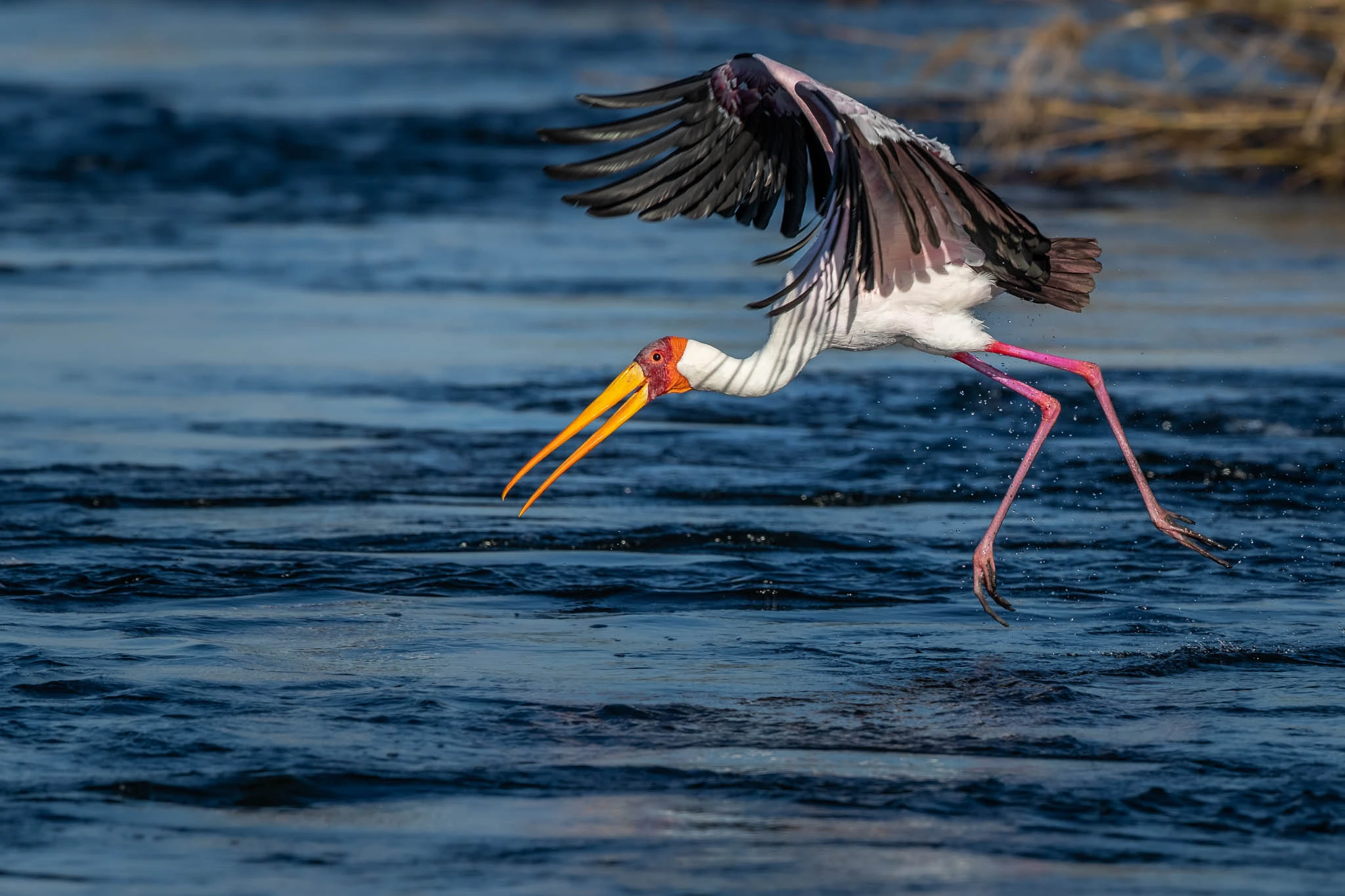 Yellow billed stork at the Kasane rapids by Sabine Stols