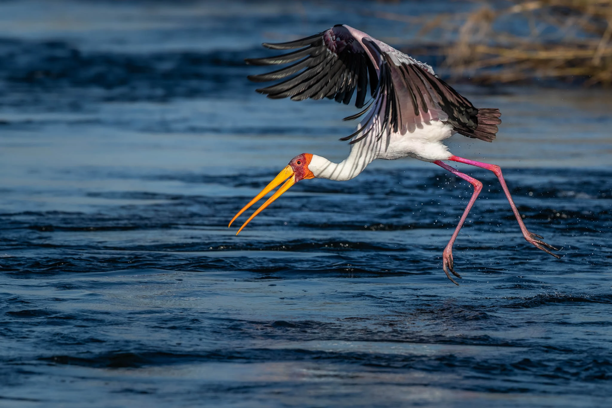 yellow billed stork at the kasane rapids by sabine stols Yellow billed stork at the Kasane rapids by Sabine Stols