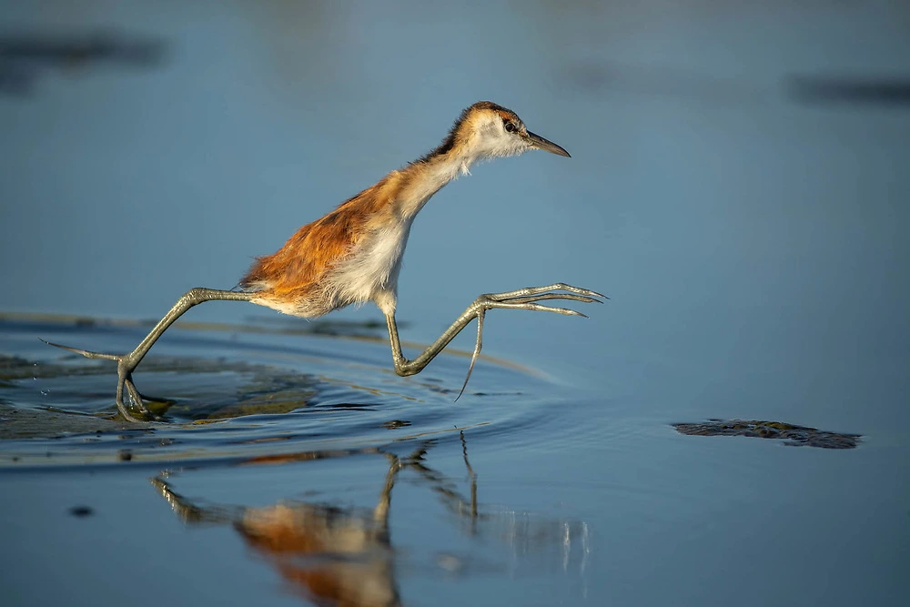 Young African Jacana crossing the water by Sabine Stols