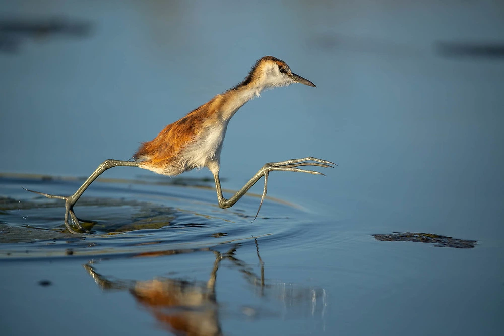 Young African Jacana crossing the water by Sabine Stols Young African Jacana crossing the water by Sabine Stols
