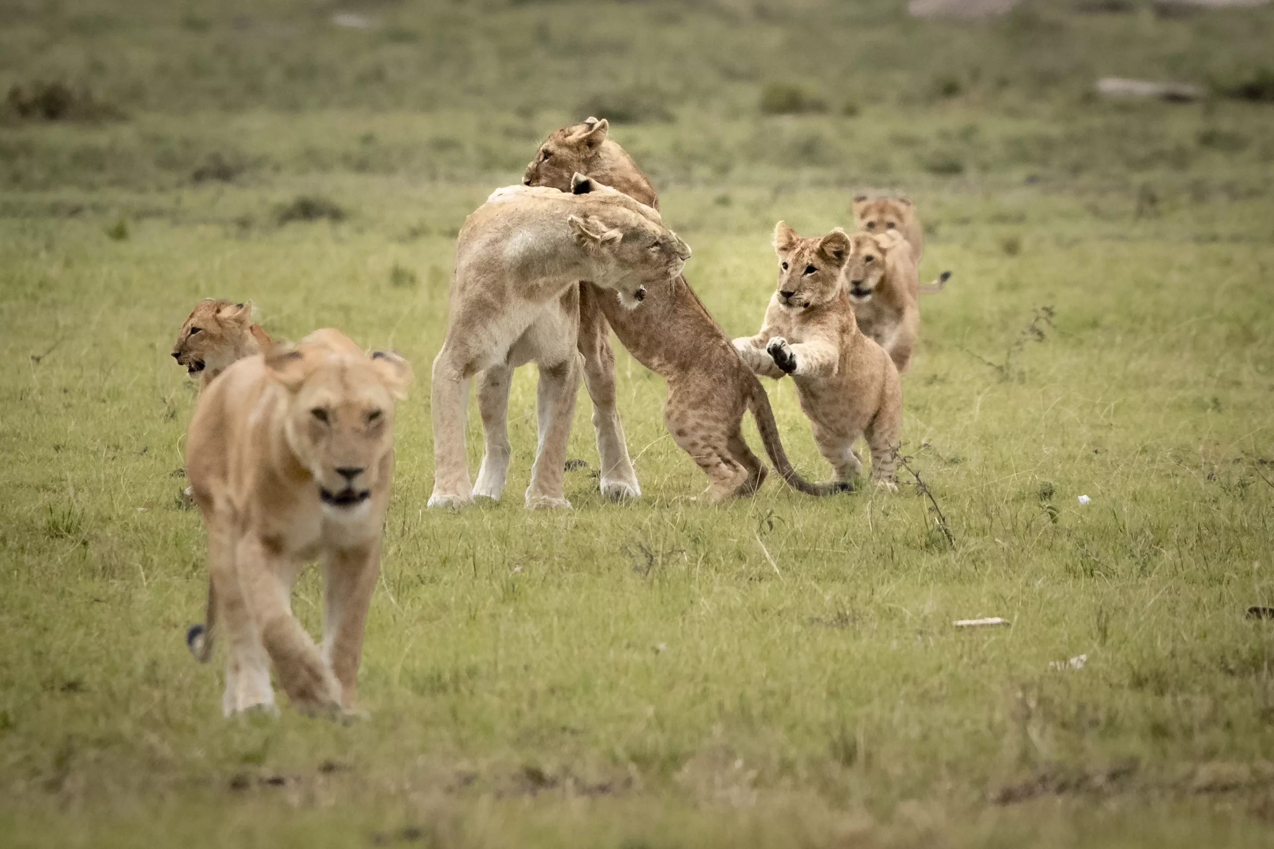 African lions photography safari Cubs enjoying a play with the lionesses. © Janine Krayer