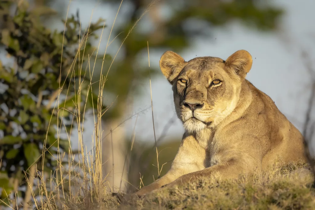 Lions Cubs metering in Nature photography