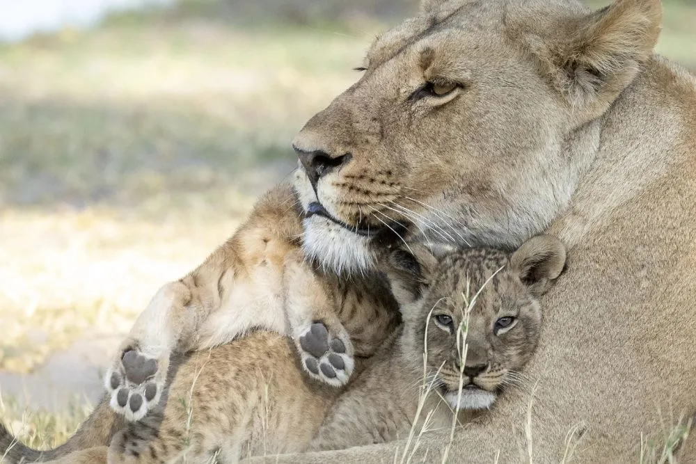 A lioness embraces a cub. © Janine Krayer