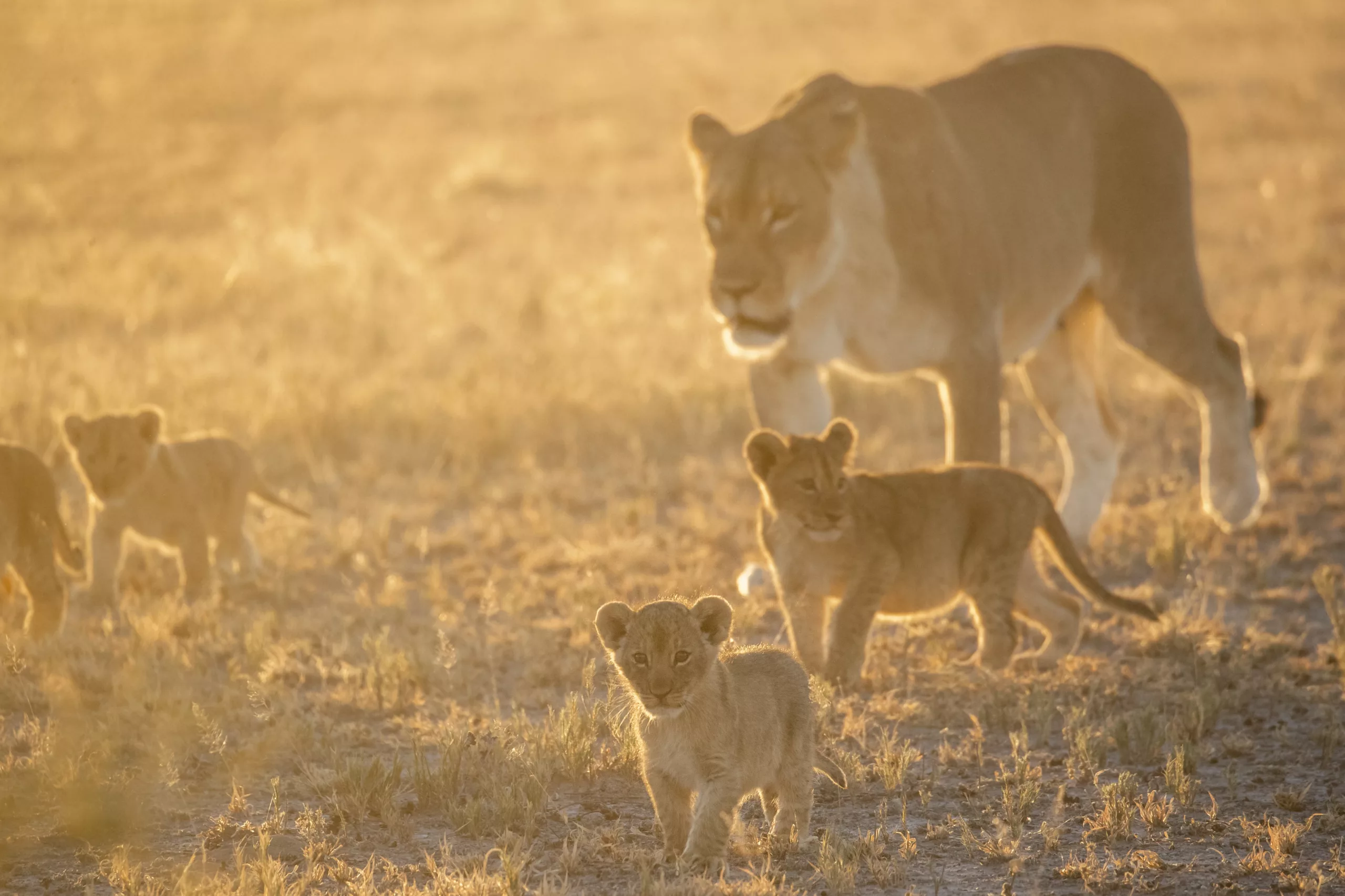 Golden light with a lioness and cubs. © Janine Krayer