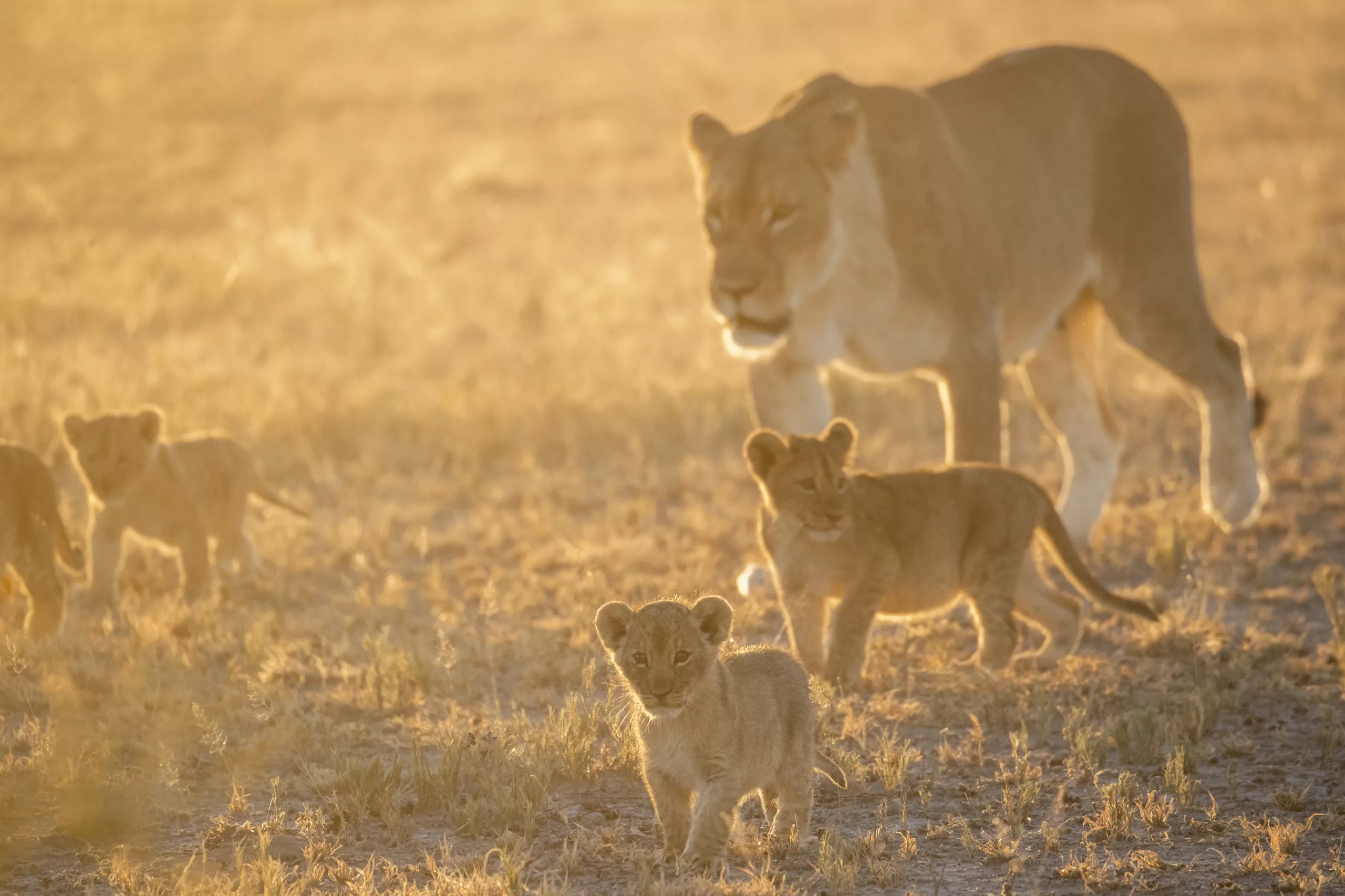 Lions cubs photography Golden light with a lioness and cubs. © Janine Krayer