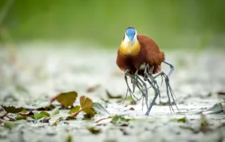 Mala African Jacana Chicks