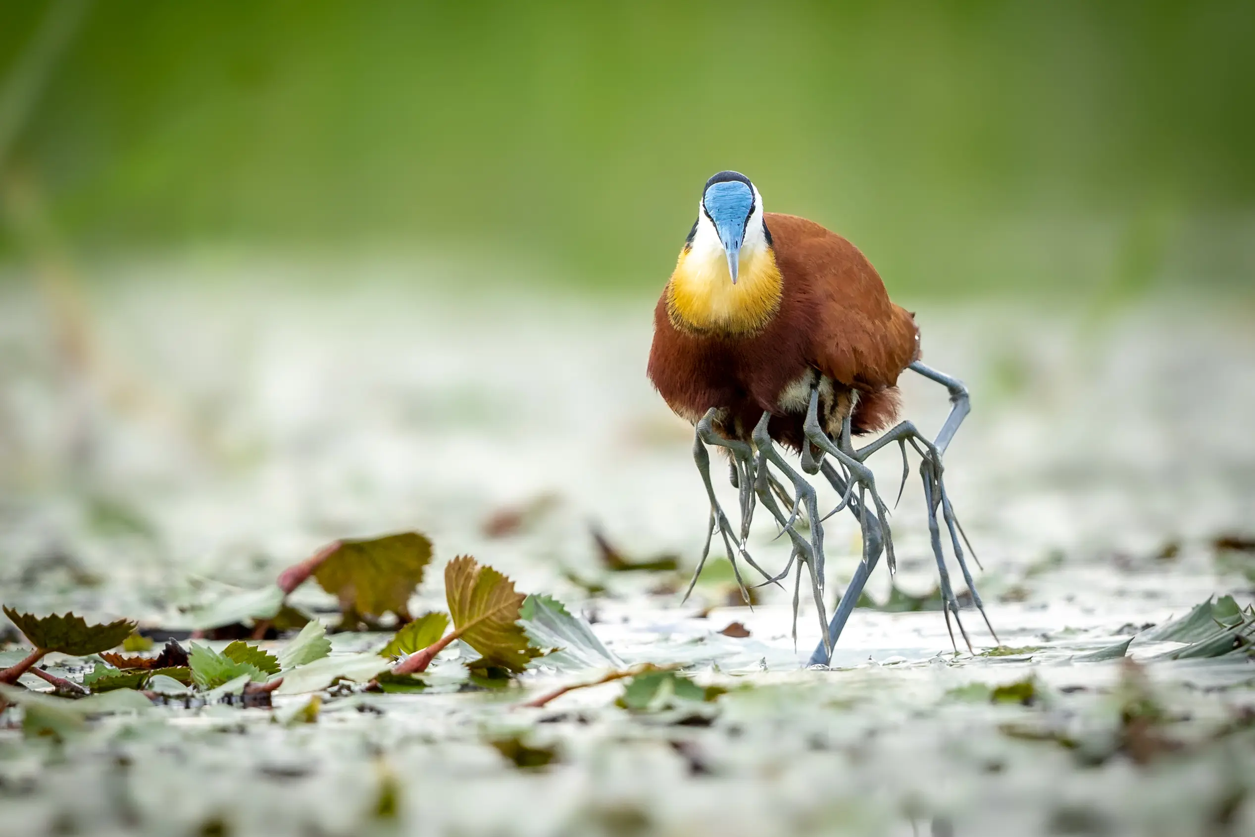 Mala African Jacana Chicks