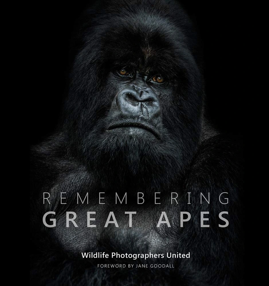 remembering great apes by wildlife photographers united Remembering great apes by wildlife photographers united