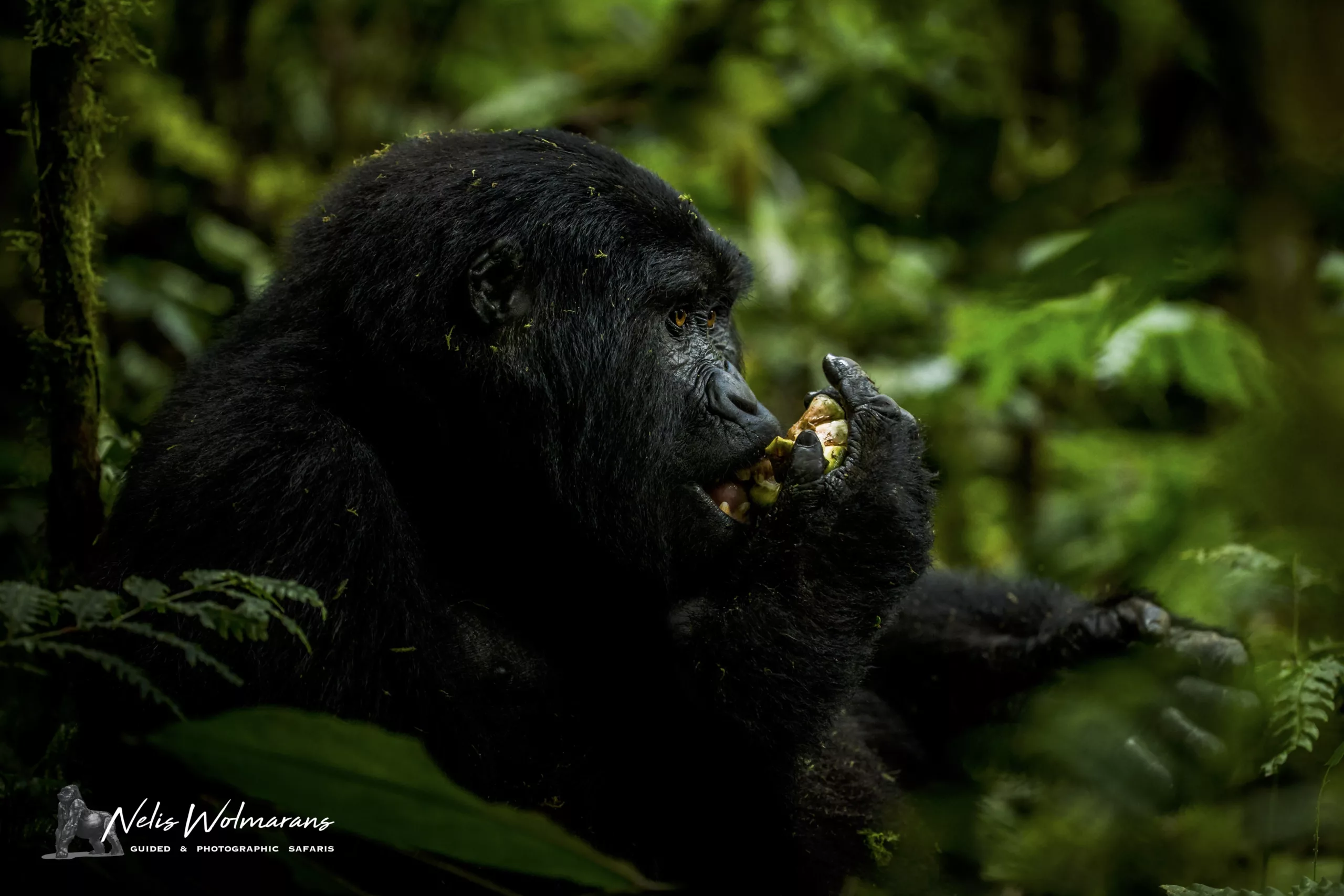 uganda primate safari nelis wolmarans x pangolin gorilla eating Uganda primate safari nelis wolmarans x pangolin gorilla eating