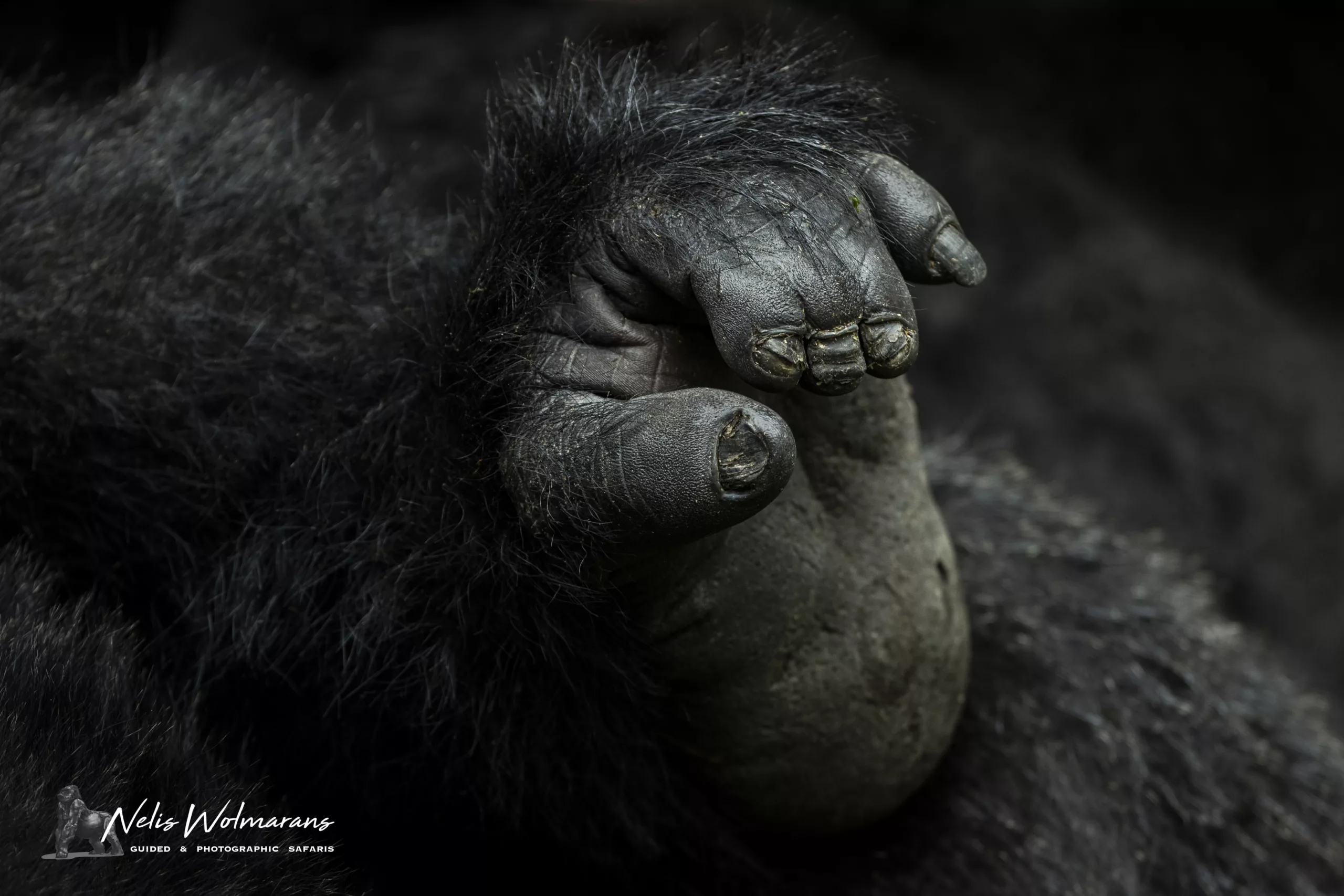 Uganda primate safari nelis wolmarans x pangolin gorilla foot