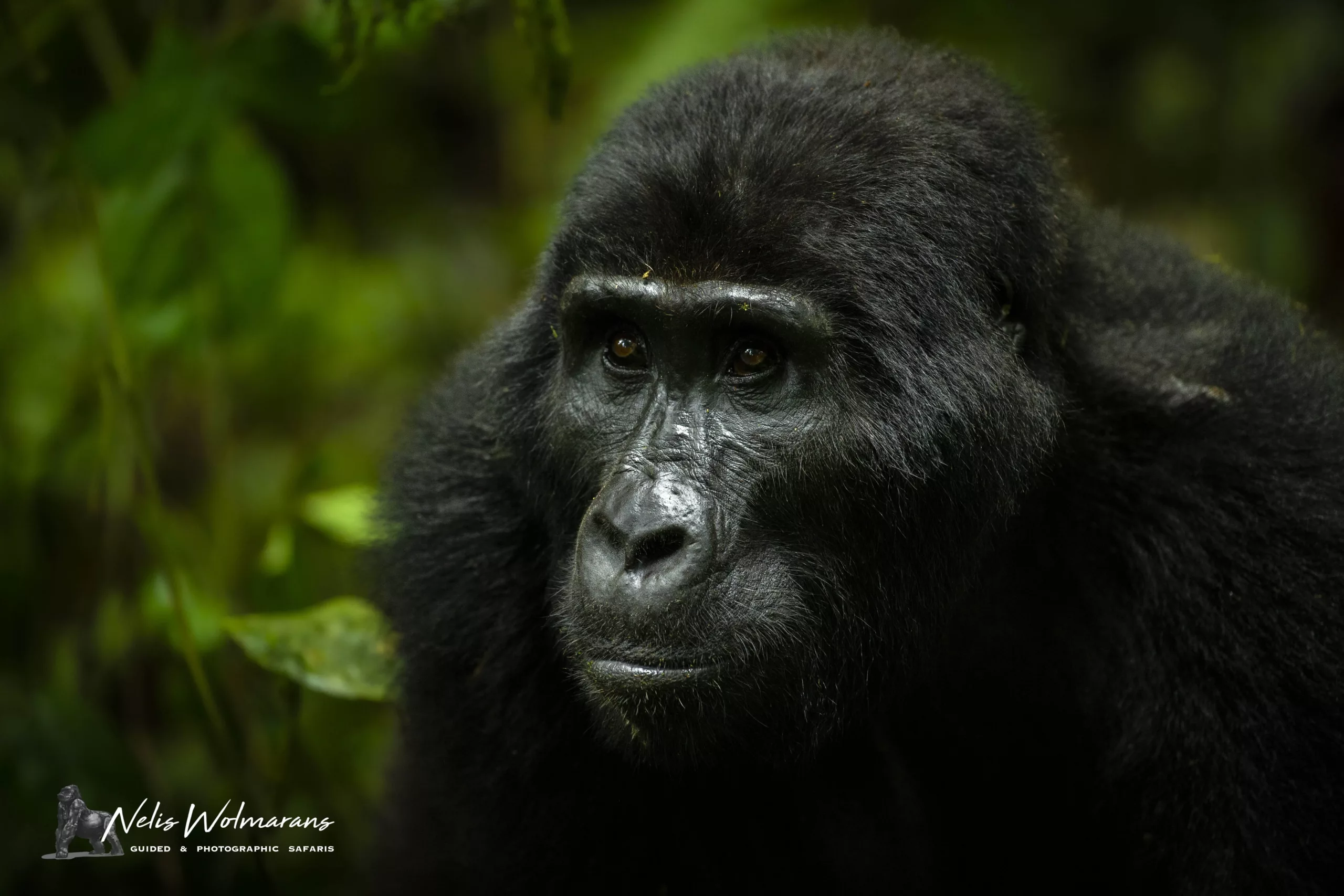 Uganda primate safari nelis wolmarans x pangolin the gorilla stare