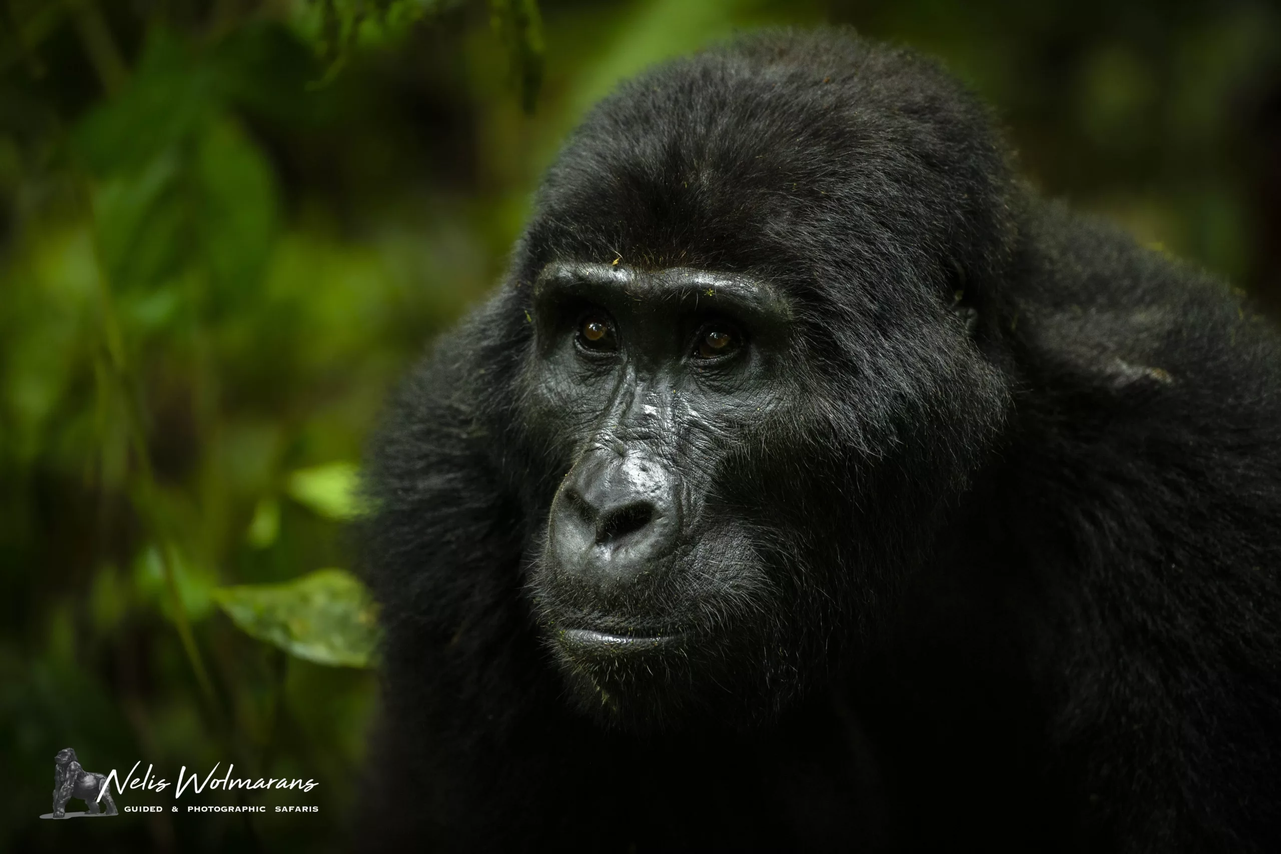 uganda primate safari nelis wolmarans x pangolin the gorilla stare Uganda primate safari nelis wolmarans x pangolin the gorilla stare