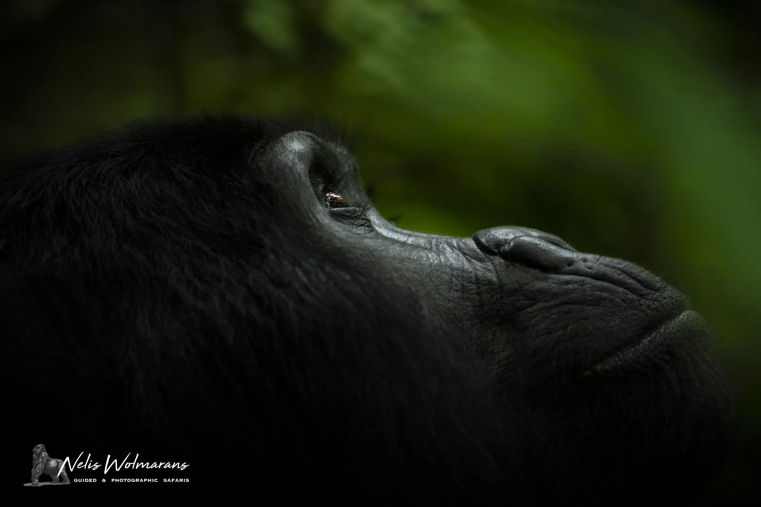 Uganda primate safari nelis wolmarans x pangolin thoughtful gorilla