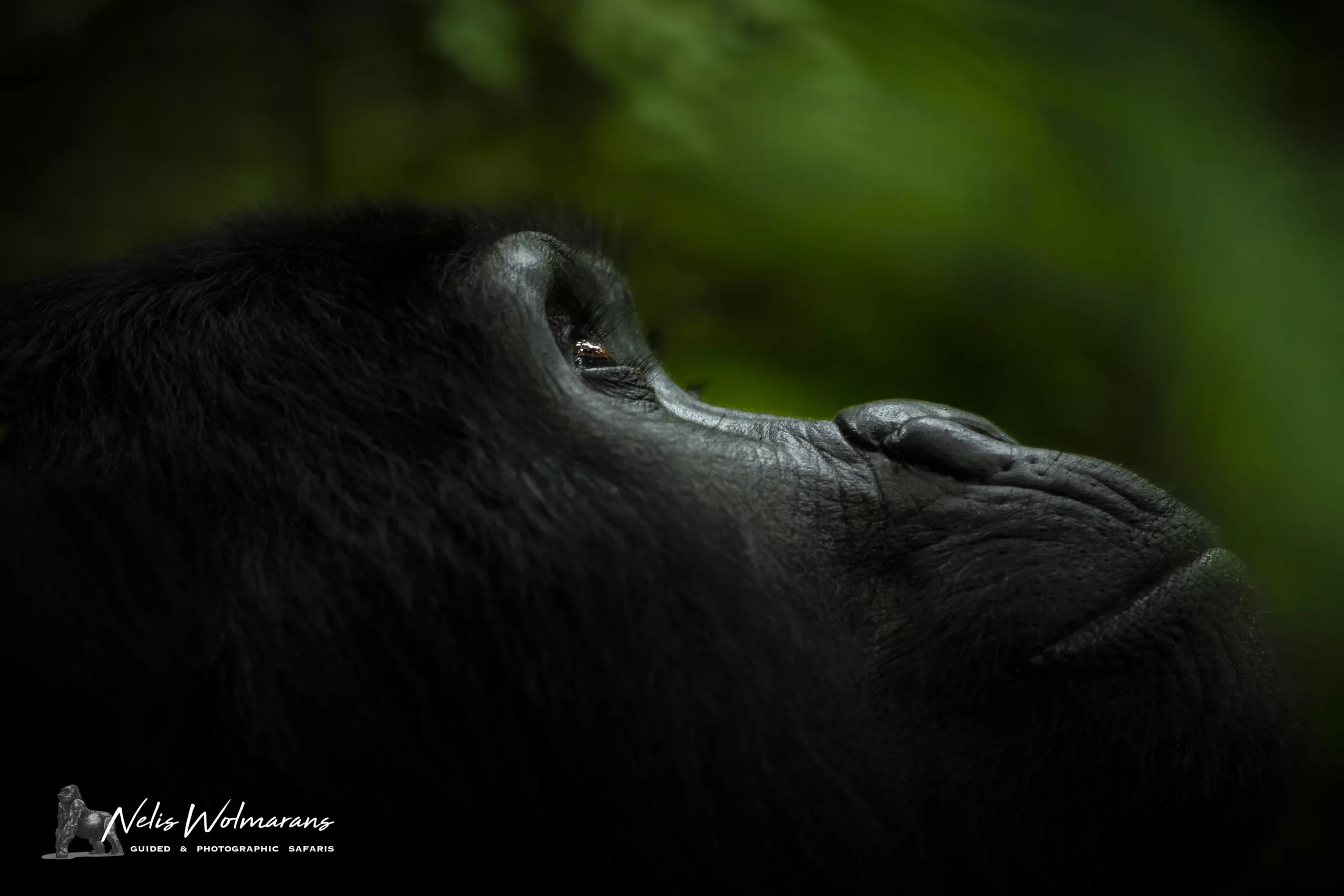 uganda primate safari nelis wolmarans x pangolin thoughtful gorilla Uganda primate safari nelis wolmarans x pangolin thoughtful gorilla