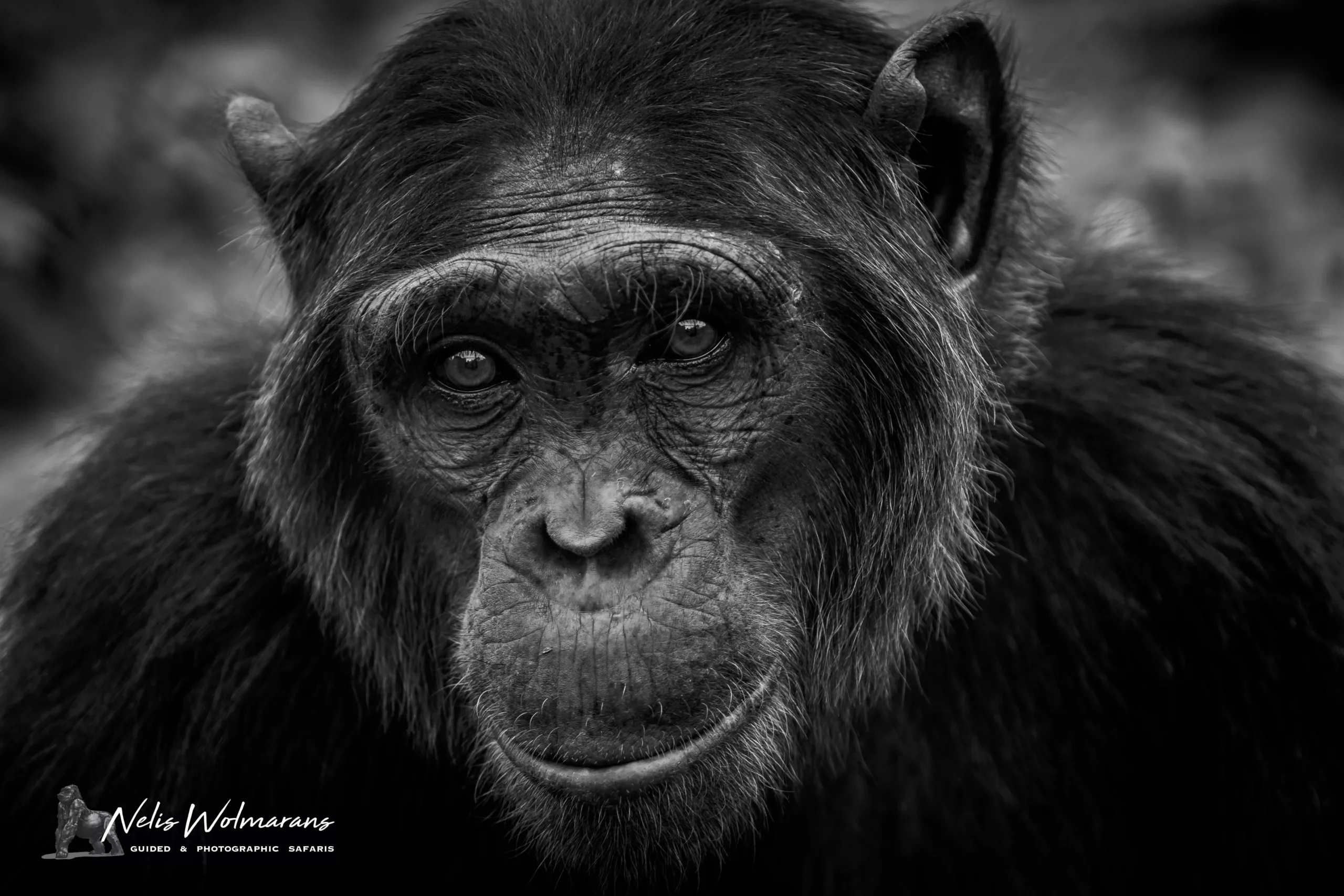 Black & white gorilla trekking photography by Nelis Wolmarans