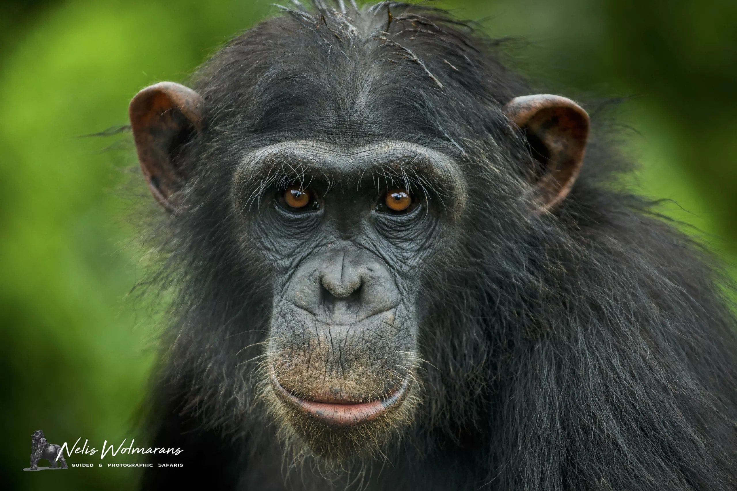 Chimpanzee trekking photo safari in Uganda by Nelis Wolmarans