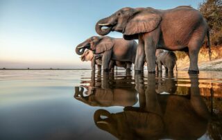 Elephants by the Chobe National Park River during a photo safari in Botswana