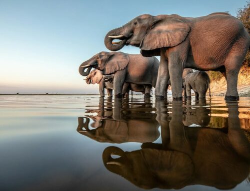 The Chobe National Park