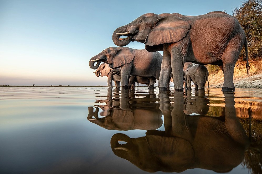 Elephants by the Chobe National Park River during a photo safari in Botswana