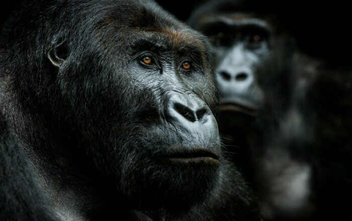 gorilla trekking uganda photography tip