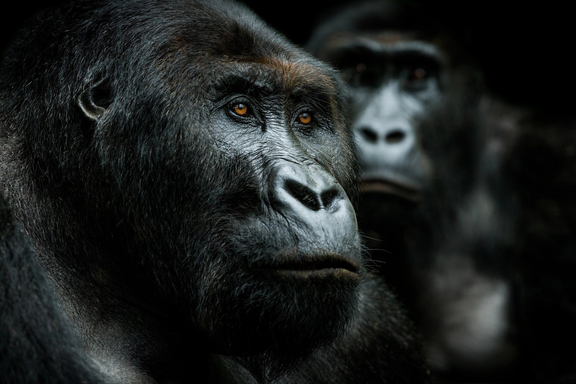 gorilla trekking uganda photography tip