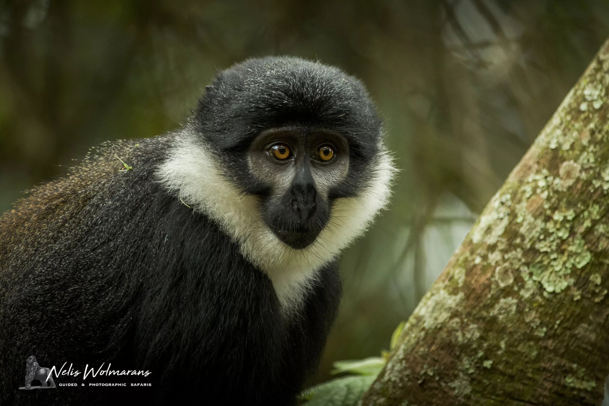 L'hoest Monkey trekking photography safari Rwanada by Nelis Wolmarans