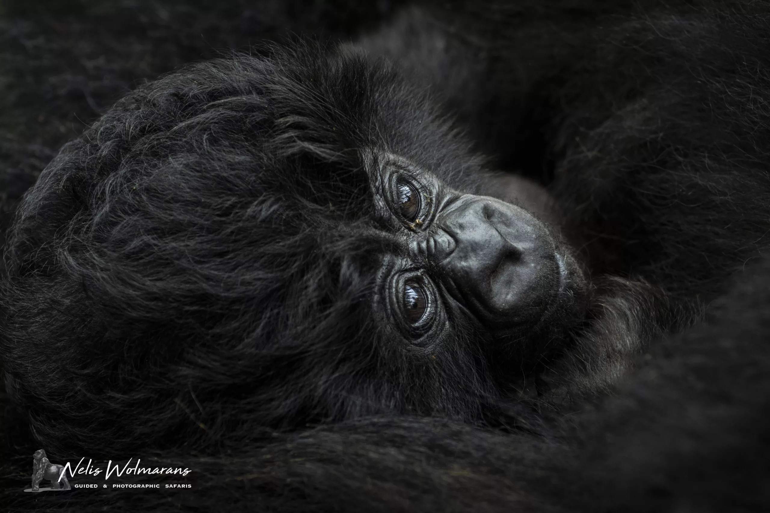 young gorilla trekking photo safari uganda by Nelis Wolmarans